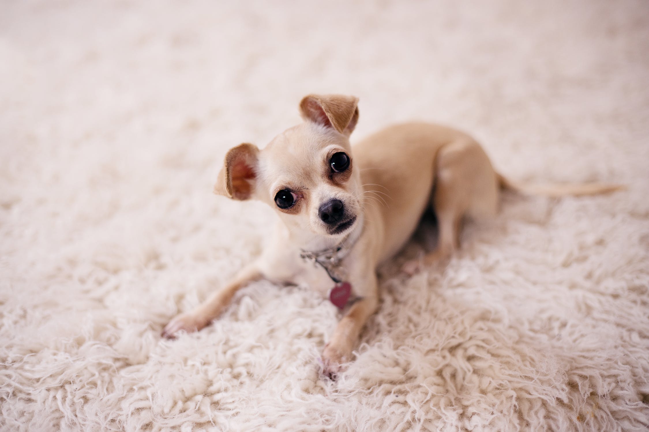 Little Dog on carpet - PGS Carpets